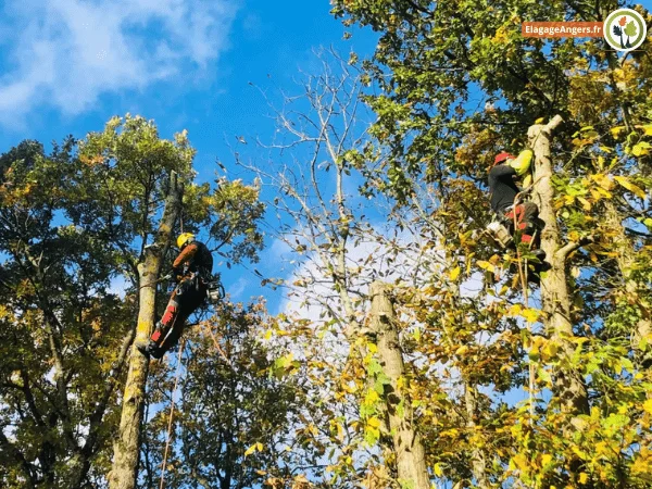 Elagage d'Arbre a Angers